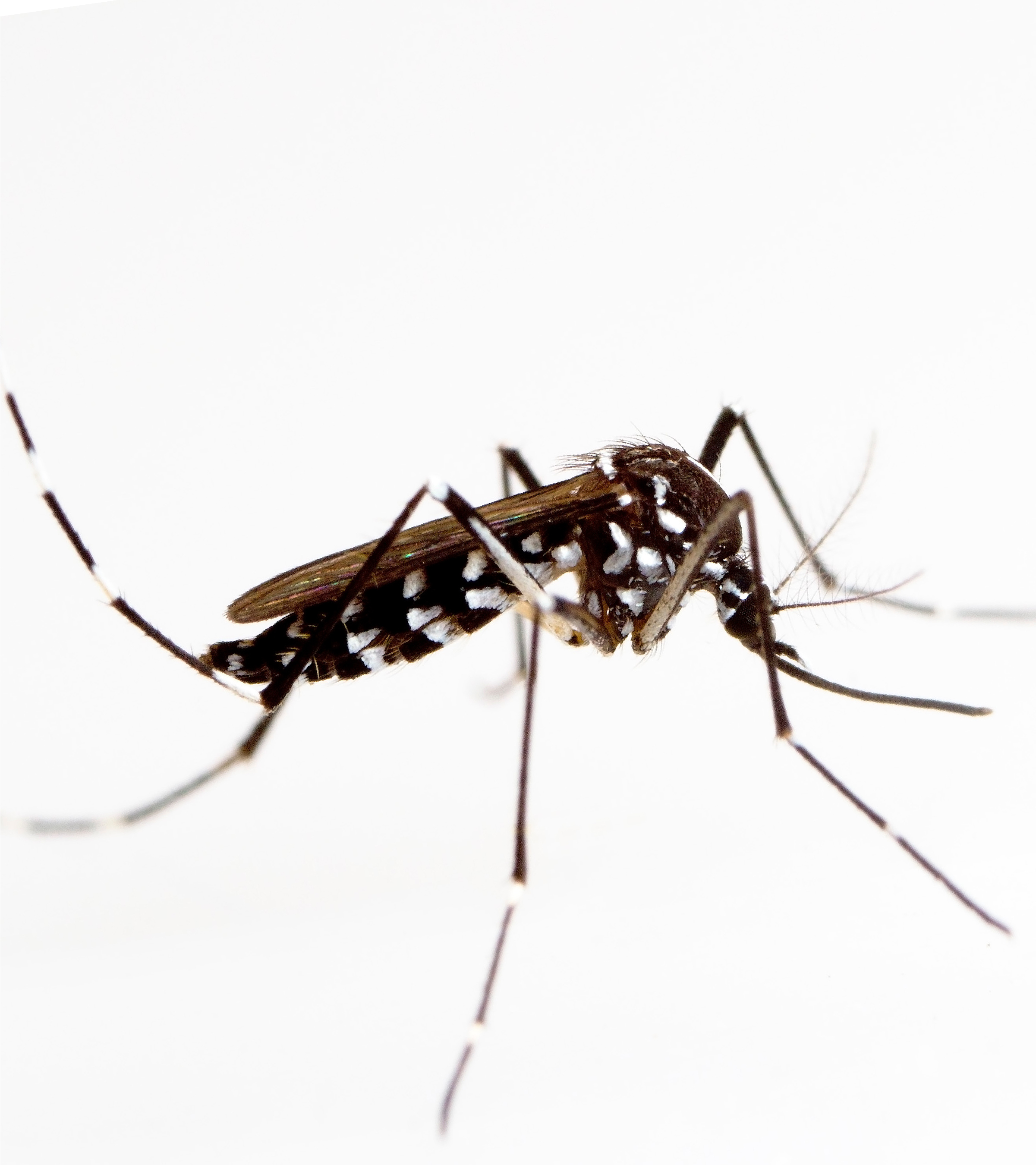 DisinfestazioneAedes albopictus 